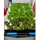 su lettuce 20250930_160941858.jpg